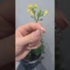 0.46 Karat Pırlanta Beştaş Küpe - KP02113