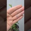 0,08 Karat Pırlanta M Harf Kolye - KL02337