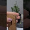 0,02 Karat Pırlanta İki Taşlı Tek Küpe - KP02209