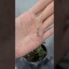 0,84 Karat Pırlanta ve Zultanit Damla Kolye - KL02144