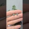 2. El 0,50 Karat Pırlanta İkitaş Küpe - X003927