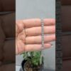 9,02 Karat Pırlanta Suyolu Bileklik - BL00934