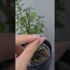 2. El 0,21 Karat Pırlanta Tektaş Tek Küpe - X003945
