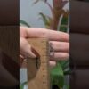 0,02 Karat Pırlanta Tasarım Kolye